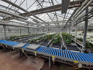 Sortiersystem / Auslieferungssystem für Pflanzen in Trays